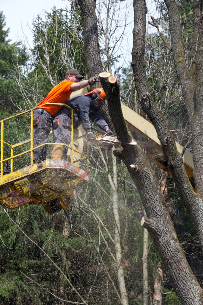 Baumpflege Baumkontrolle Hürth