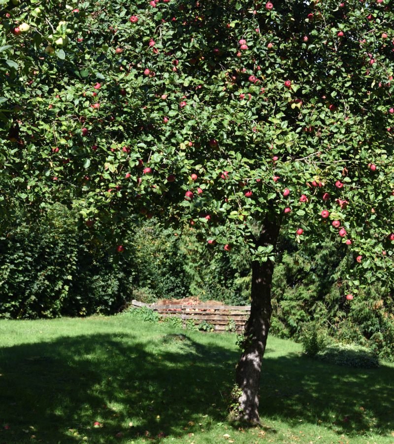 Obstbaumschnitt Baumpflege Hürth